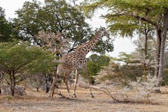 Maasai giraffe striding through the terminalia woodland