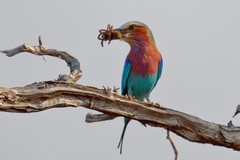 Lilac-breasted roller with spider