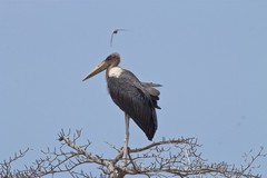 The swifts were constantly dive bombing the marabou stork