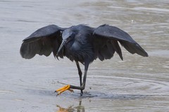 The umbrella bird uses its wings to shade the water in order to spot small fish