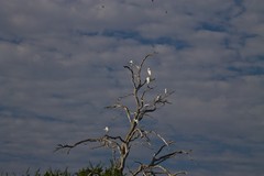 These roosting Egrets made a spectacular sight against the evening sky in Selous