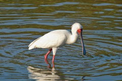 Spoonbill in the shallows