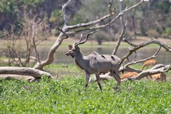 Greater kudu at lakeside