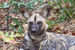 We found a pack of five African wild dogs in a commiphora thicket