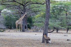 The hunting dog is not strong enough to take a full grown giraffe, but the young ones give them a wide berth