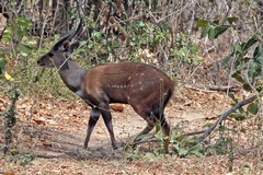 The bushbuck is generally quite shy and so we only got a fleeting glimpse of this male before it ran off