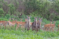 I wondered if these three waterbuck were sisters