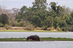 Hippo grazing at Lake Siwandu