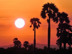 Classic African Sunset with borassus palms in the foreground