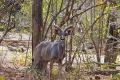 Greater kudu posing for the camera