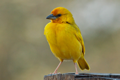 This African golden weaver was the resident cornflake thief at breakfast each day