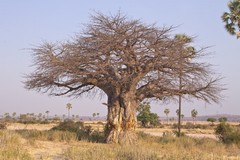 A huge Baobab, its trunk has been deeply gouged by elephants in search of the water it holds