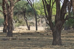 Giraffe and banded mongoose in the gallery forest