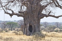 This baobab was hollow and for years was used as a base for poachers