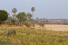 Elephants making their way to the Mwagusi sand river for an evening drink