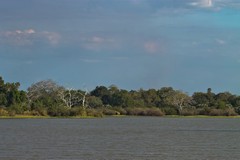 Lake Siwandu treeline