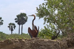 A Goliath heron drying its wings. This is the World's biggest heron
