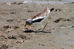 White-crowned plover searching for invertebrates along the lake shore