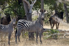 Plains zebras and wildebeeste