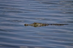 Crocodile cruising in lake