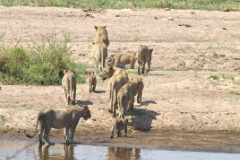 Ruaha boasts a population of around 2000 lions, which is roughly 10% of the World's population of African lions