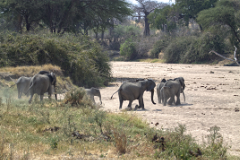 Many of Ruaha's rivers cease to flow in the dry season, and are known as sand rivers. There is still water available a few feet down and the elephants exploit this by digging wells