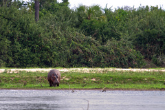 There are thousands of hippos on the Rufiji river. They are best observed by taking a boat safari
