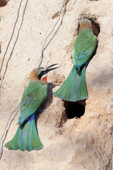 Birding along the banks of the Rufiji, especially from a boat, is one of the best experiences ever. White-fronted bee-eaters nest in colonies in holes in the sandstone river banks
