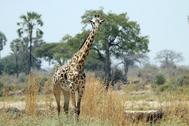Giraffe at the Mwagusi river in Ruaha