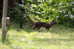 You don't always have to go far to find an interesting subject. This slender mongoose appeared in our hotel grounds as we were sitting drinking coffee one morning. It pays to always have a camera with you when you are outdoors