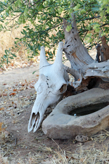 Taking this picture of a white giraffe skull on an overcast day removed the issues of possible blown highlights