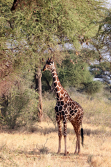 Giraffes lend themselves perfectly to portrait mode. This reticulated giraffe was spotted in Meru Kenya