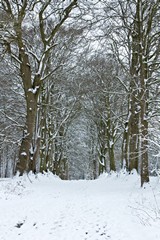 Beech Avenue in the snow