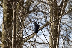 A solitary crow