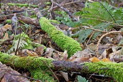 Emerald moss on a decaying branch