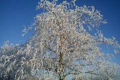 Extreme hoar frost