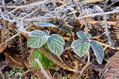 Frost on brambles