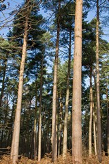 Tall pines