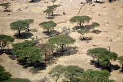 Acacias in Ruaha