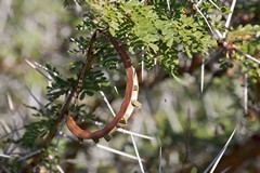 Acacia seed pods