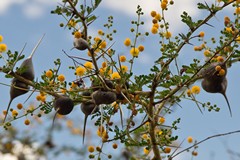 The bright yellow flowers of the Whistling thorn