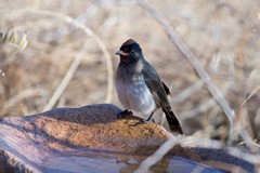 Common bulbul takes a drink