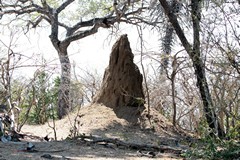 Termite mound