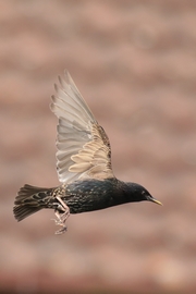 Bright daylight enabled me to use a shutter speed of 1/3200s to capture this English starling in flight. An aperture of f/5.6 and a 400mm focal length and an distance of about 20m gave a very blurred background, again due to shallow DOF (0.267m)
