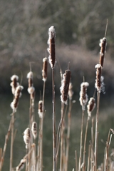 The nearest of the reedmace is in focus but even those a few inches back are becoming blurred. The background is completely hazy - as was desired - but a higher aperture of f16 would have increased the DOF (0.131m to 0.417) enough to make the rest of the reeds in the foreground sharp but still blur the background  f/5 @148mm