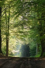 Here I'm focused on the tree to the left at about 30m away as there's no interest in the foreground. I'm at f/5.6 and my lens focal length is 100mm. DOF is 21.5m and everything from 23m to 44m is in focus