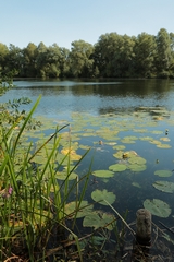 Front to back focus. A small aperure of f/11 and focal length of 18mm make this easy. I'm focused on the lillies about 4m out. Everything from 1m to infinity is in acceptably sharp