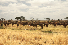 I'm in Aperture priority mode set to f/10. I want a good depth of field to infinity but am not too bothered about the near foreground as there's little of interest. I'm usimg a 55mm focal length lens and am focused on the nearest buffalo at about 30m. That gives me acceptable focus from 10m to infinity