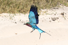 I knew I'd need a high speed shutter to catch this lilac-breasted roller as is darted down. So I put the camera into shutter priority mode set to 1/4000s and waited. I fired off a burst of about 10 frames to boost my chances of getting a good shot. DOF was of no concern