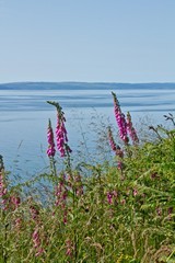 Arran coastline